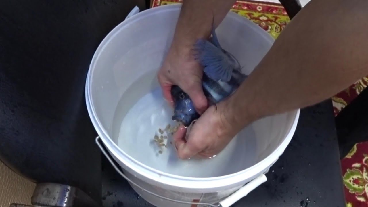 КАК ЗАБРАТЬ ИКРУ У САМКИ ФРОНТОЗ и ЧТО С НЕЙ ДЕЛАТЬ ДАЛЬШЕ 😉🐟