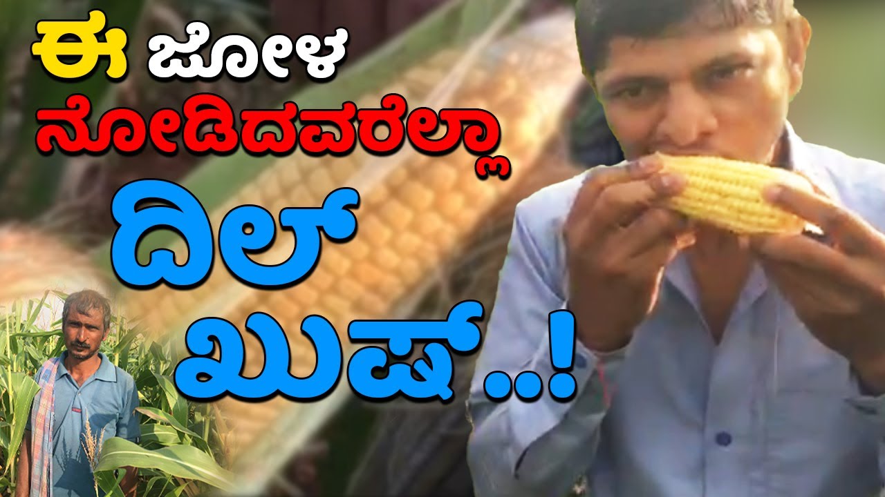 ಈ ಜೋಳ ಮುತ್ತುಗಳನ್ನು ಜೋಡಿಸಿಟ್ಟಂತಿದೆ, ಇಂತಹ ಕ್ವಾಲಿಟಿ ಬಲು ಅಪರೂಪ | Maize cultivation #cornfarming