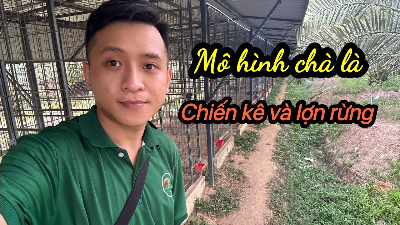 Mô Hình Trồng Chà Là Kết Hợp Chiến Kê Độc Đáo | 0368.400.201