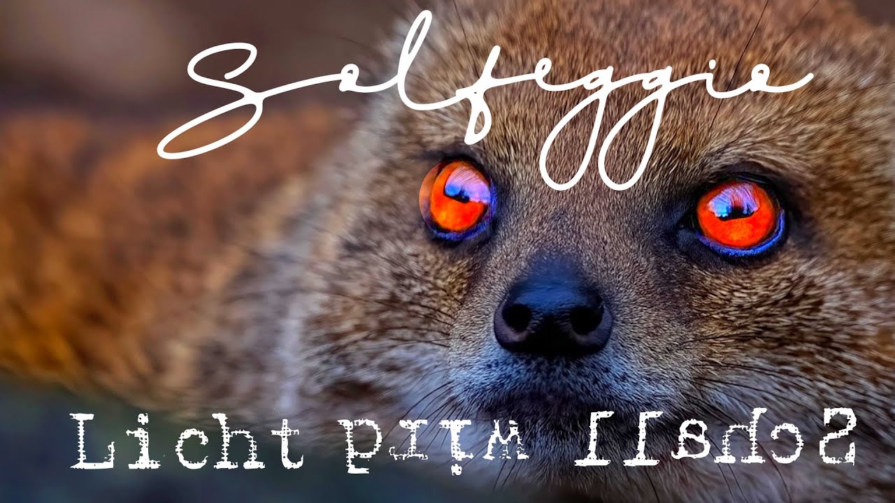 Wird Licht wirklich zu Schall wenn die Stille den Schatten bedeckt?