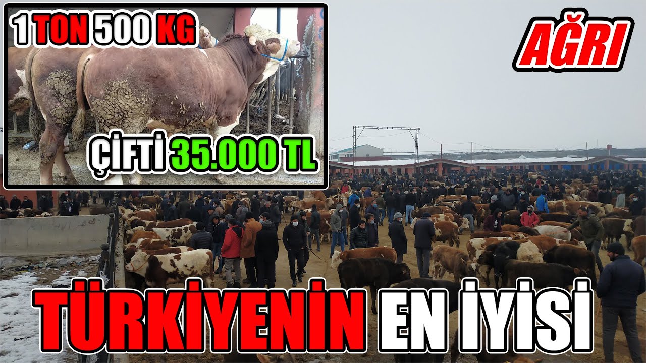 AĞRIDAKİ MÜTHİŞ HAYVANLARIN FİYATLARINI ÖĞRENİYORUM | Ağrı Hayvan Pazarı BÖLÜM 2