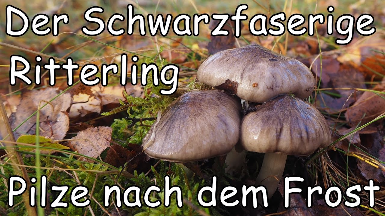 Pilze nach dem Frost   Der Schwarzfaserige Ritterling