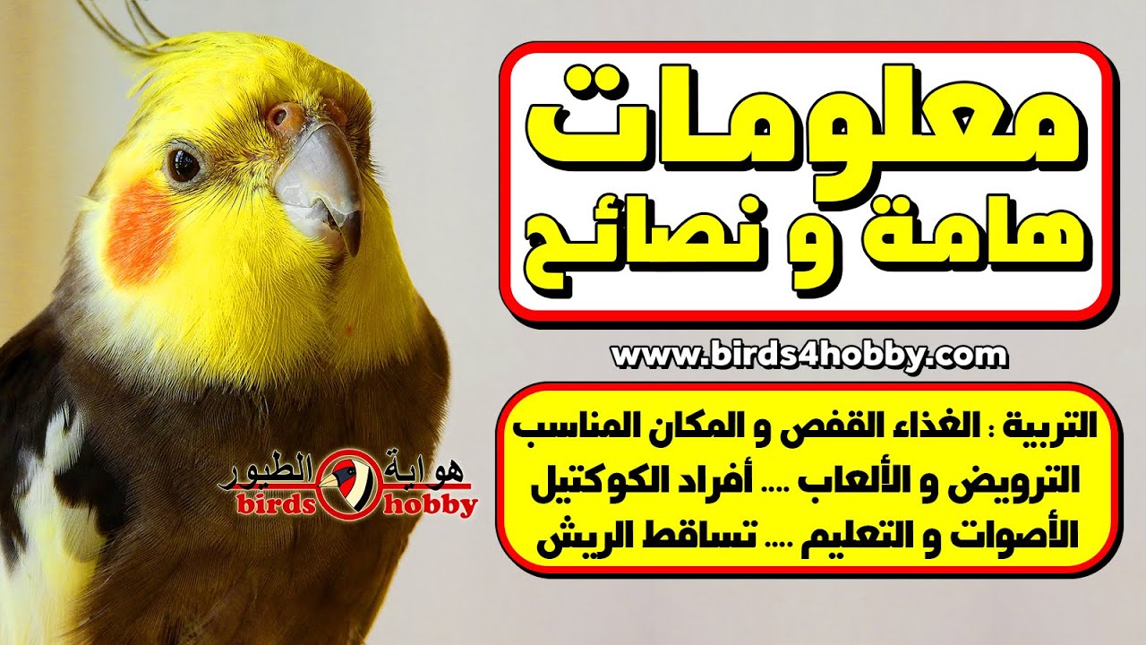الكوكتيل معلومات حول تربية طيور الكوكتيل او ببغاء الكروان  cockatiel birds