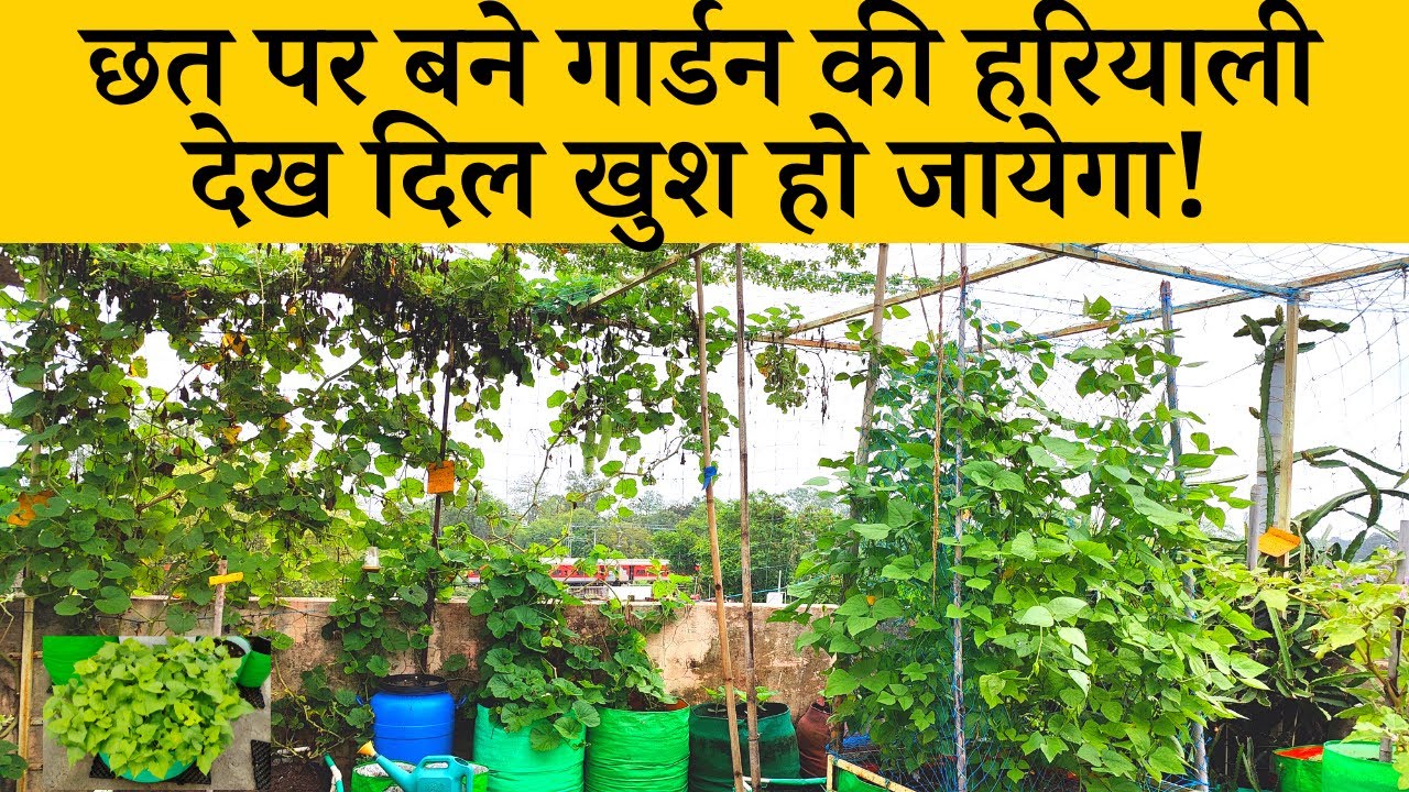 छत पर बने गार्डन की हरियाली देख दिल खुश हो जायेगा! July Month Terrace Garden Tour And Update