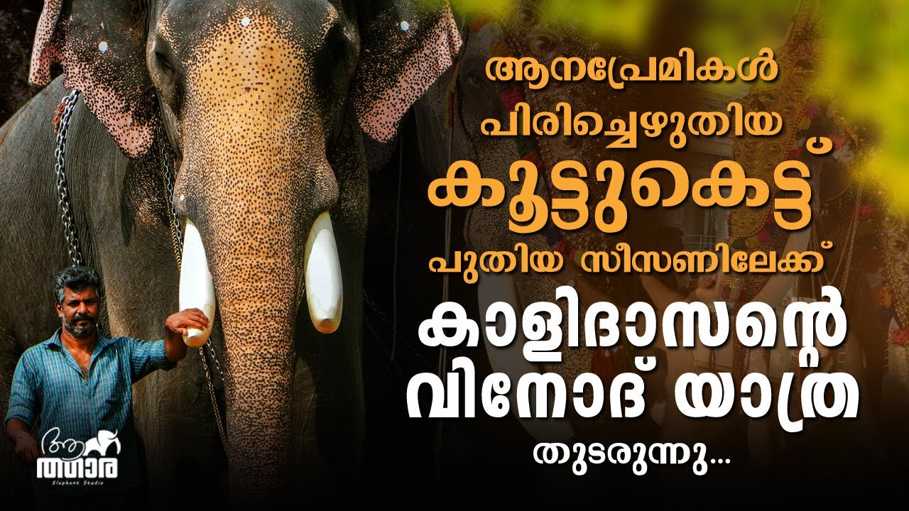 Chirakkal Kalidasan | Thrikkariyoor Vinod | Kerala Elephants Mahout | ചിറക്കൽ കാളിദാസൻ | Aanatthaara