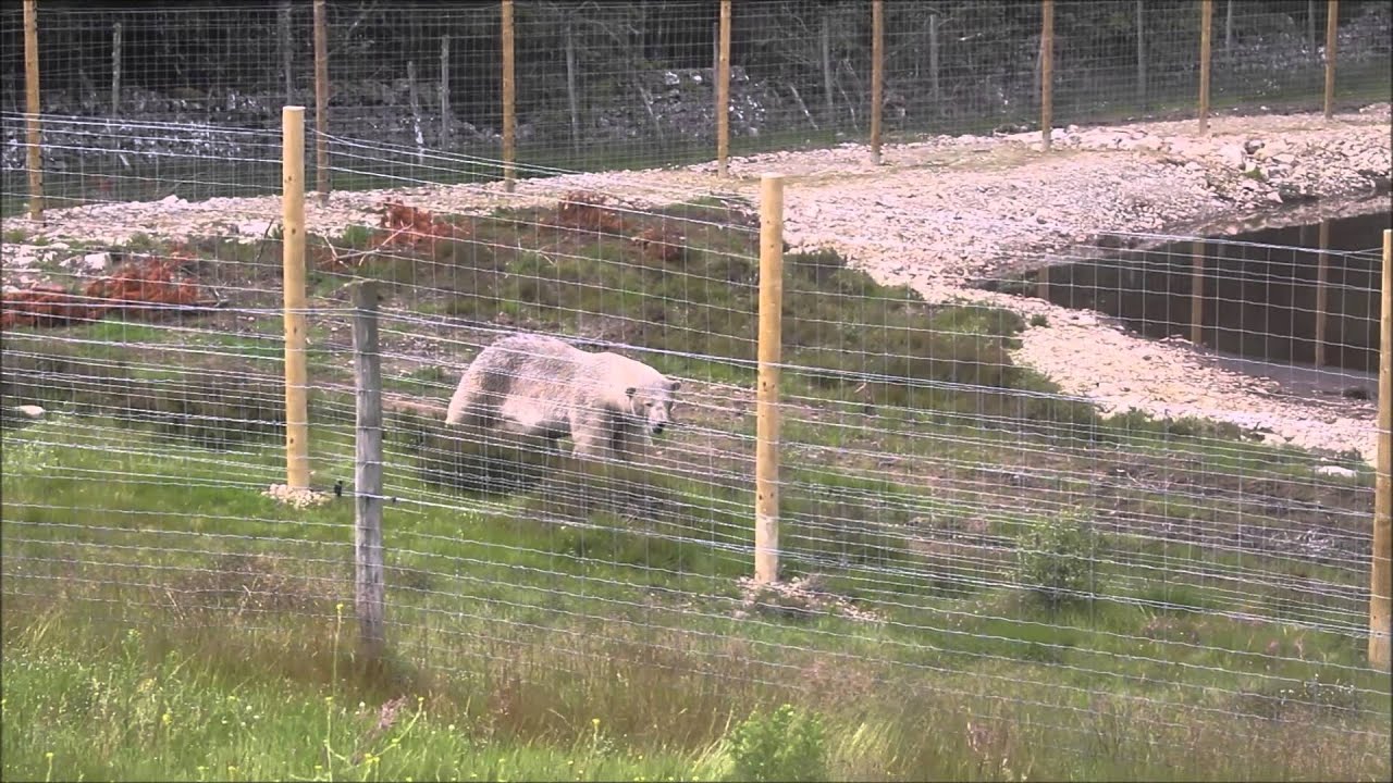 Scottish Polar Bears, Tigers & Monkeys. Kingussie Highland Wildlife Park
