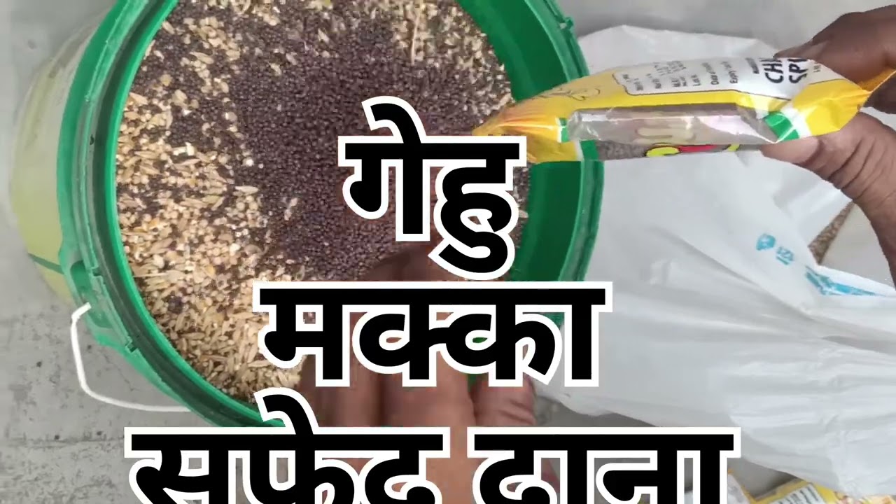 कबूतर का मिक्स दाना || kabutar ka mix Dana 🕊️😋#kabutar #pigeon #feed #food #mixfeed #helthyfood
