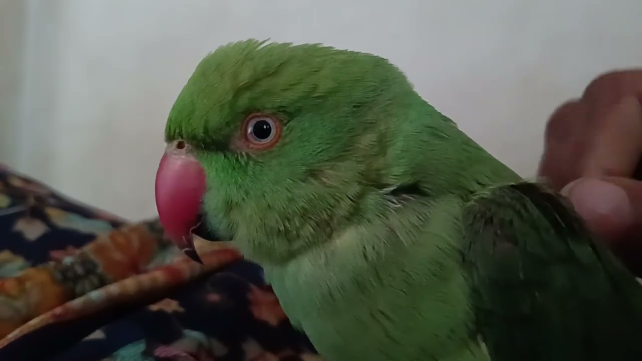 #parrot 🦜🦜