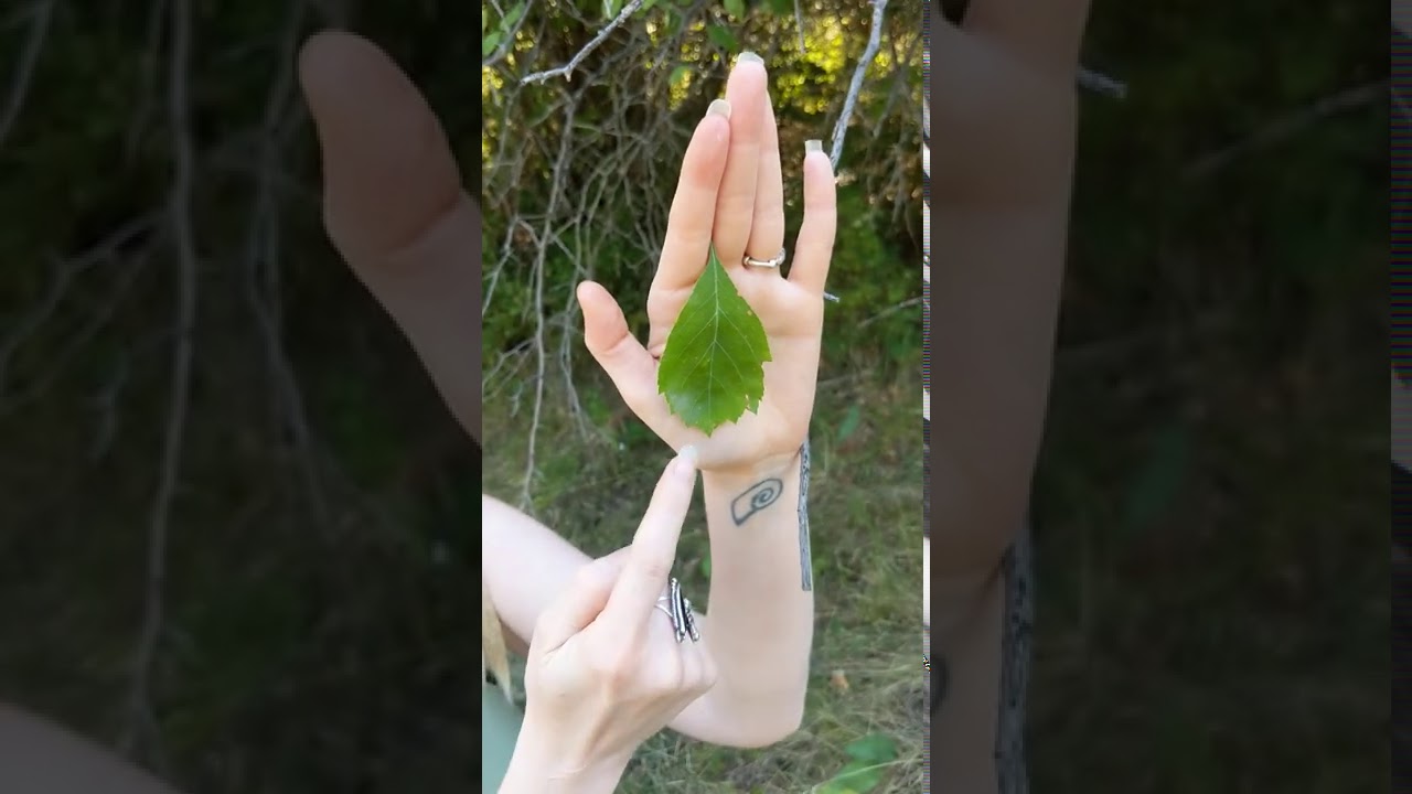Let's meet Black Hawthorn in the wild!
