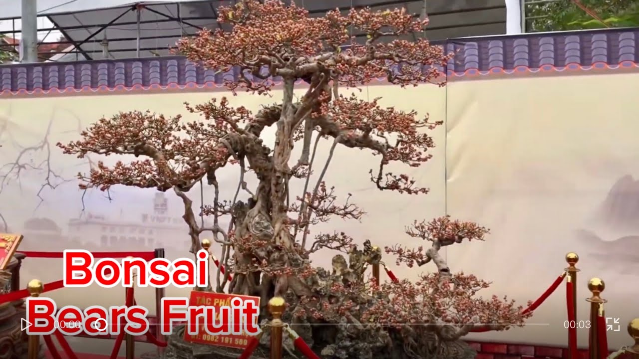 Life That Does Not Close | When an Ancient Si Bonsai Bears Fruit