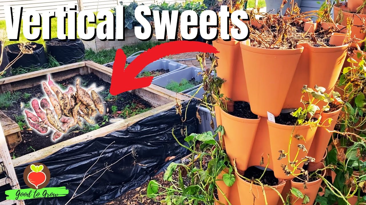 Is Hannah the BEST Sweet Potato for Vertical Gardening?