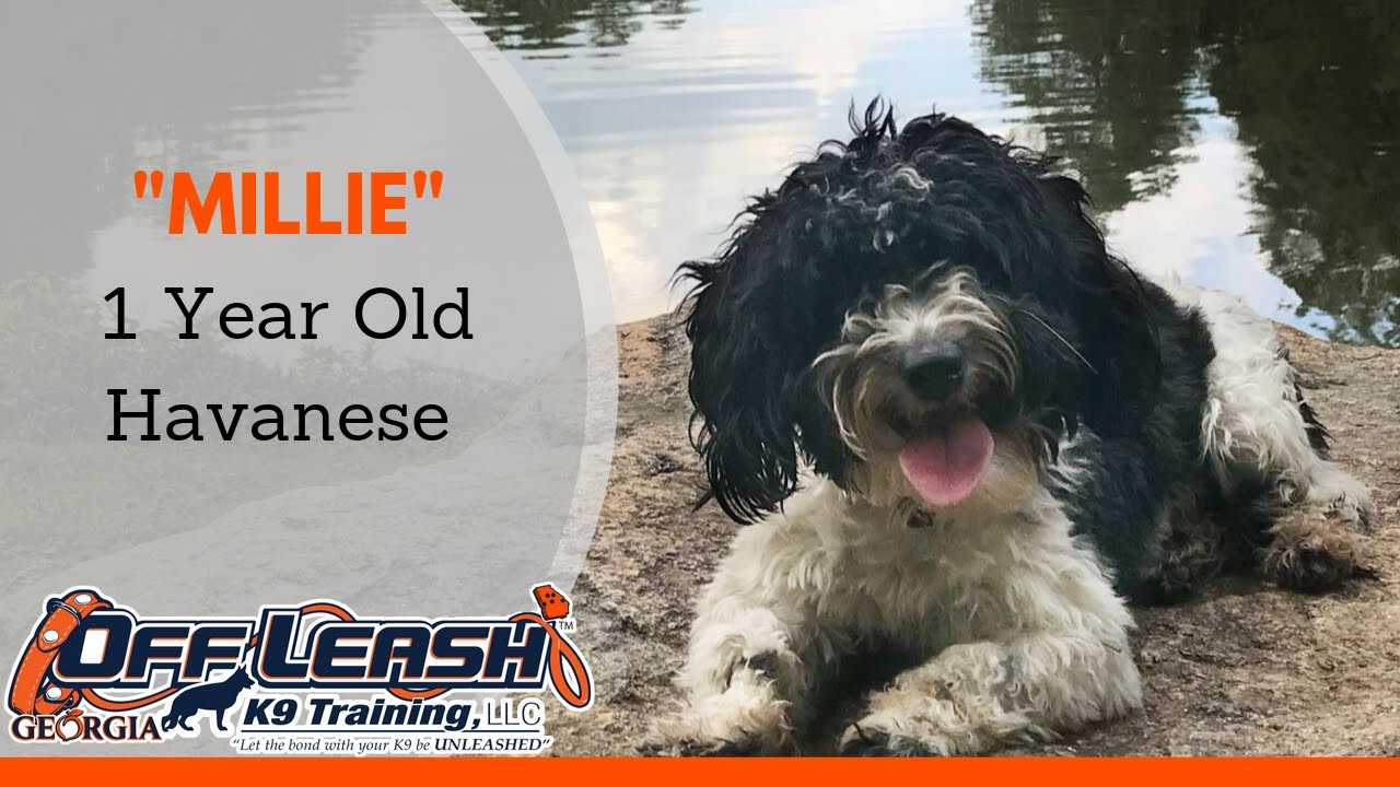 Millie | 1 Year Old Havanese | Atlanta Dog Boot Camp | Havanese Dog Training Atlanta