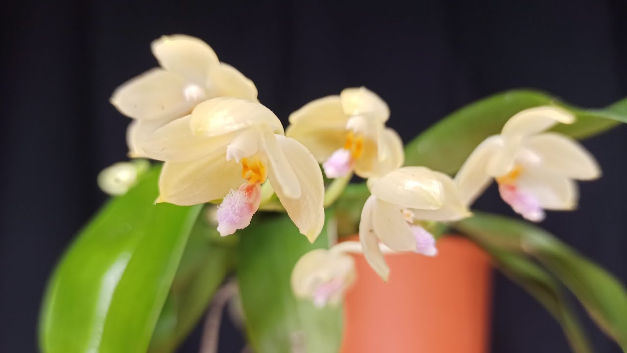 Phalaenopsis floresensis: Einzigartiges Schauspiel in der Natur