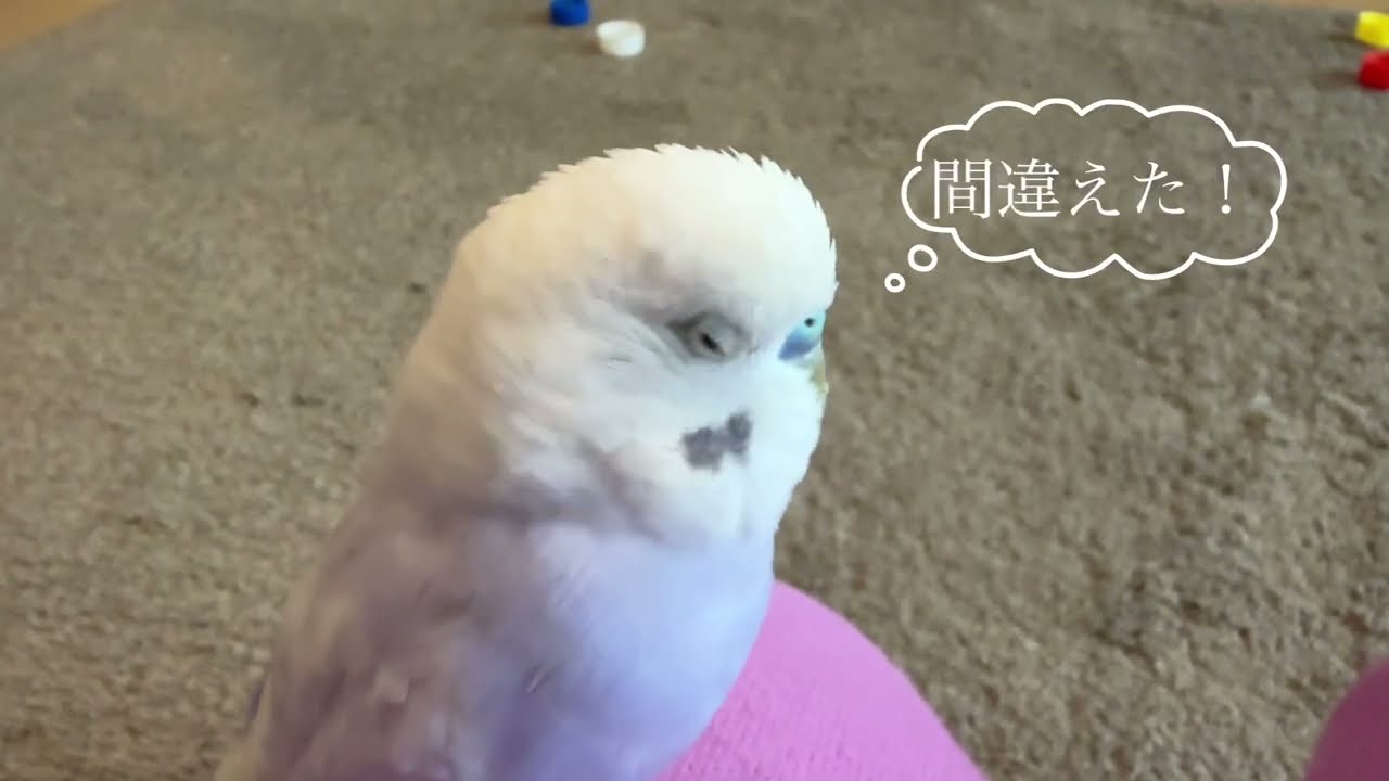 ビビる警備隊鳥【お喋りインコ】いっちゃん