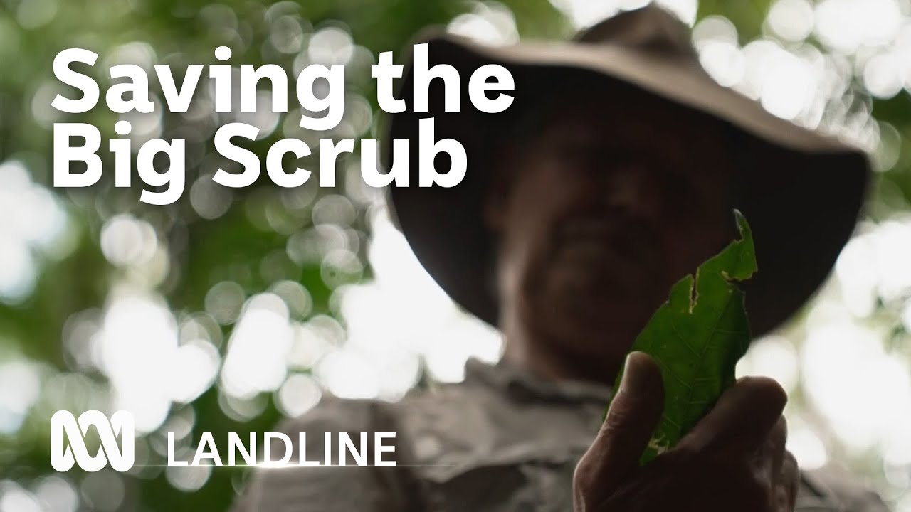 Returning an ancient rainforest to Northern NSW | ABC Australia