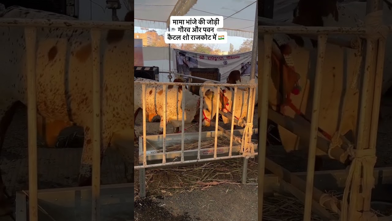 Some memorable moments from the Indian Cattle Show #worldofbovines #girbull #gircow