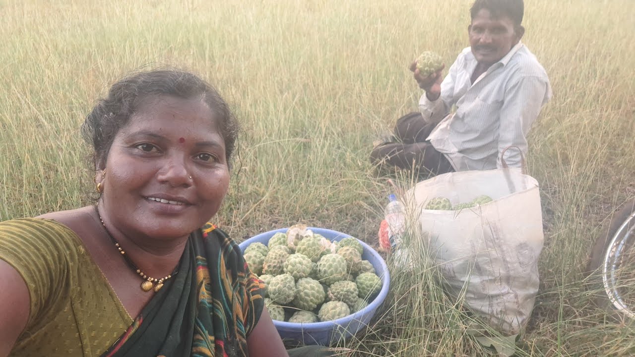 सीताफळी खाली सीताफळ गळून पडले निसता पाहड 😱#vlog #hajaremanisha