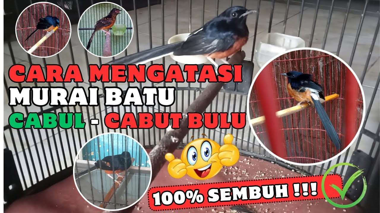 TIPS & TRIK ❗ CARA MENGATASI MURAI BATU CABUL 🚫 (CABUT BULU )