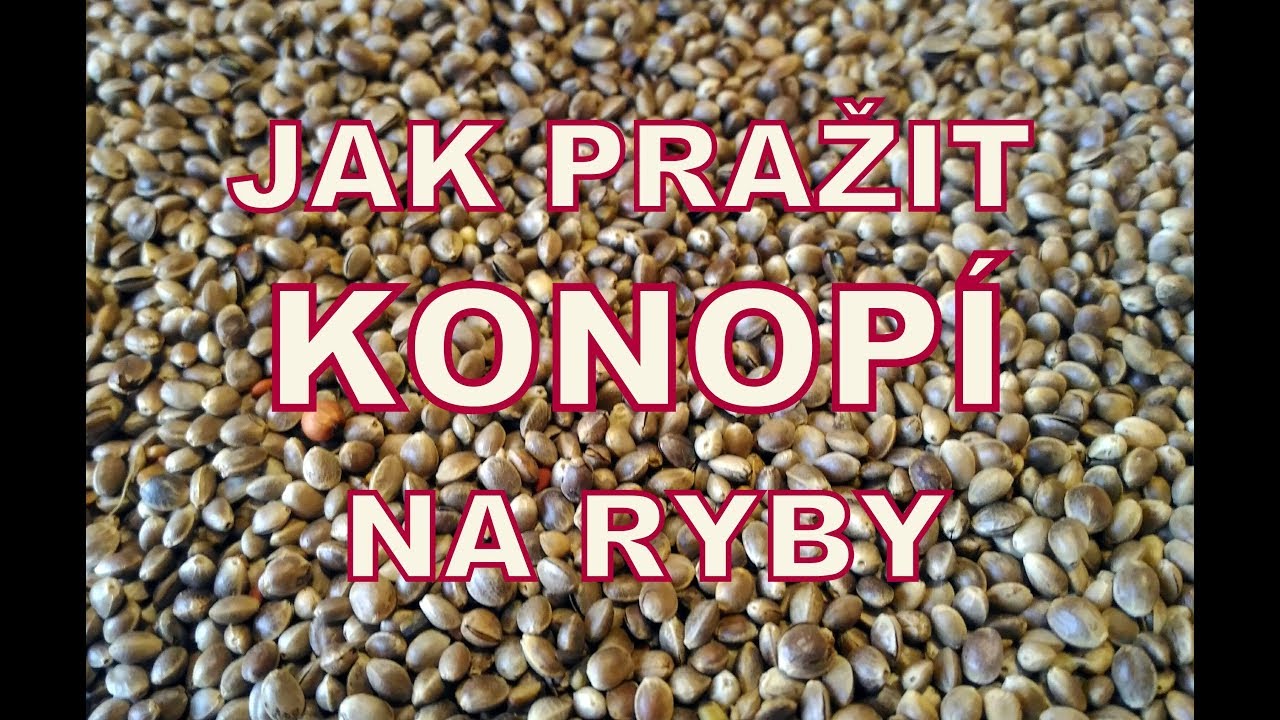 Rybaření 2019 JAK PRAŽIT KONOPNÉ SEMÍNKO NA RYBY