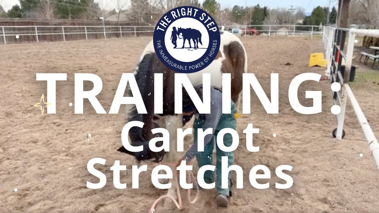 How to Do Carrot Stretches with a Horse, The Right Step Volunteer Training