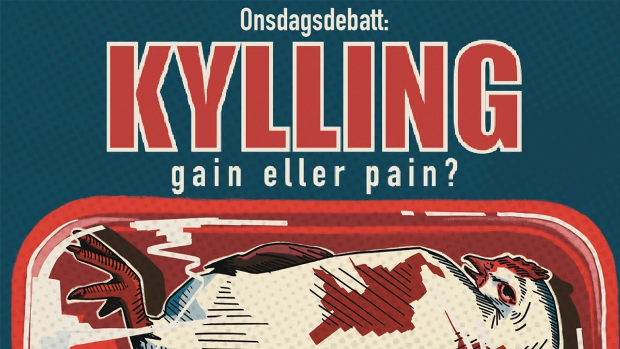 Onsdagsdebatt: Kylling - gain eller pain?