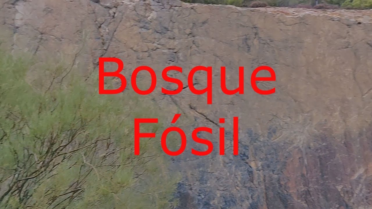 Bosque fosil