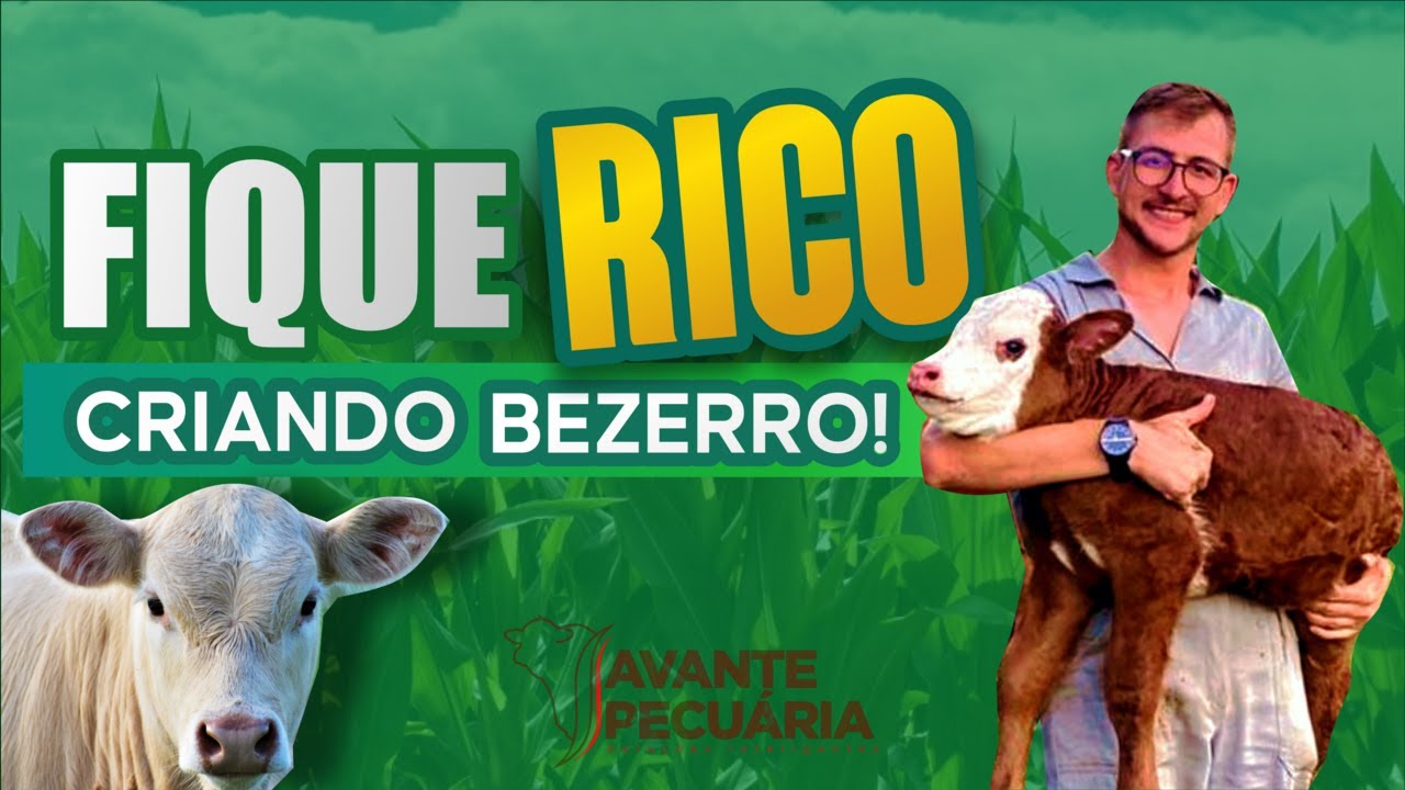 CUSTO TERNEIRO