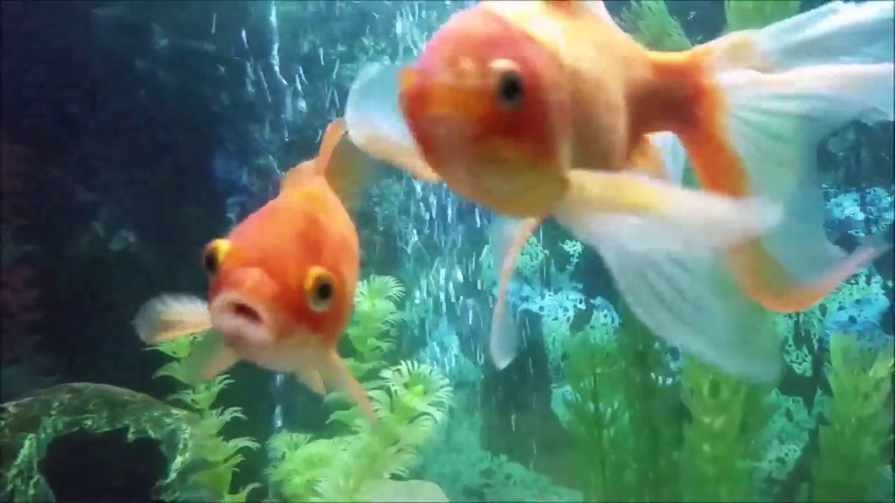 Huzur Verici Bir Video Benim G&uuml;zel Balıklarım (Japon Balıkları)