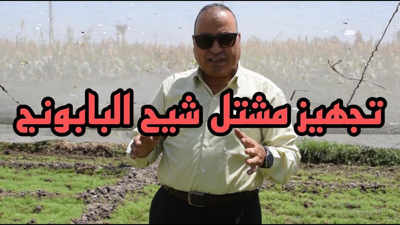 زراعة مشتل شيح البابونج