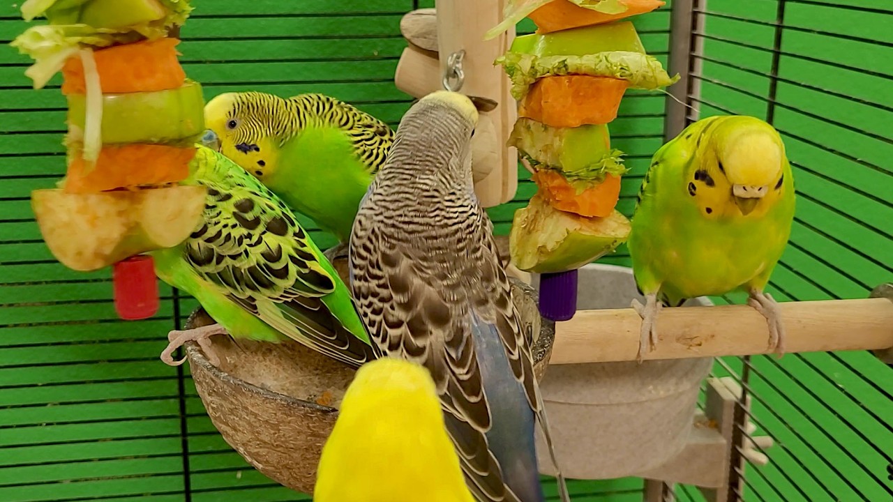 relaxing budgie sounds