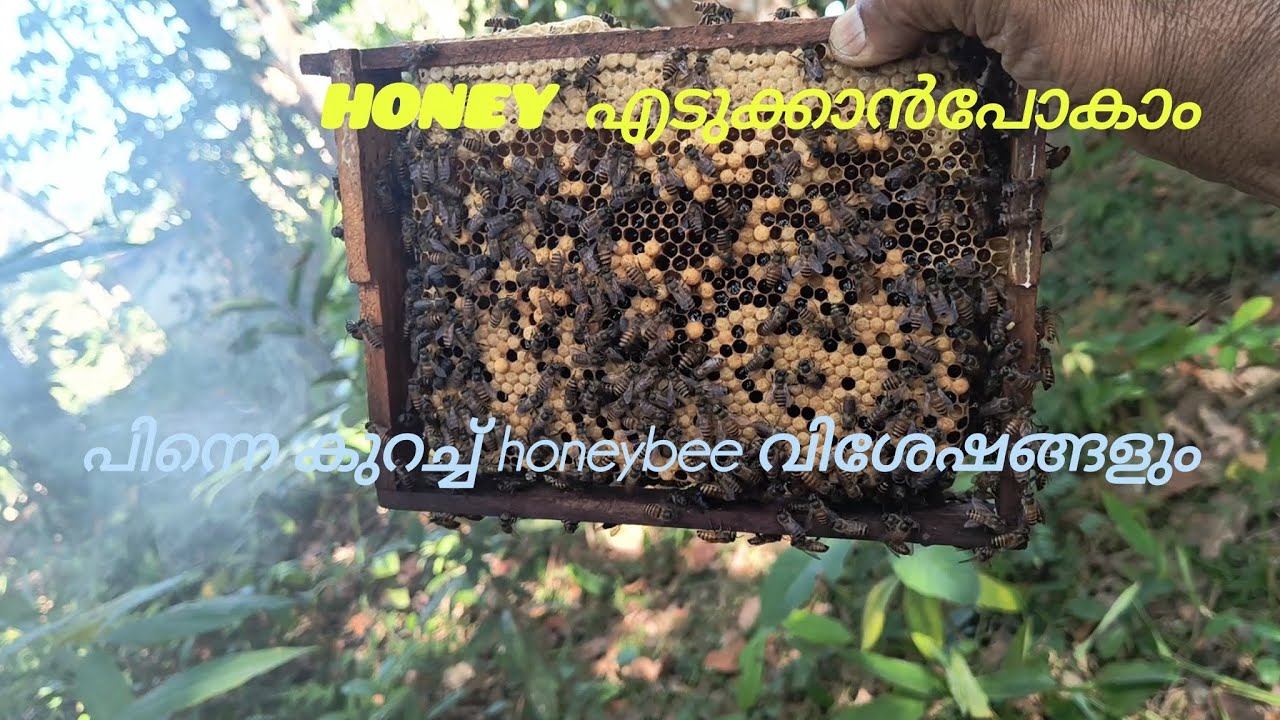 തേനും തേനീച്ചയും -HONEY&HONEYBEE