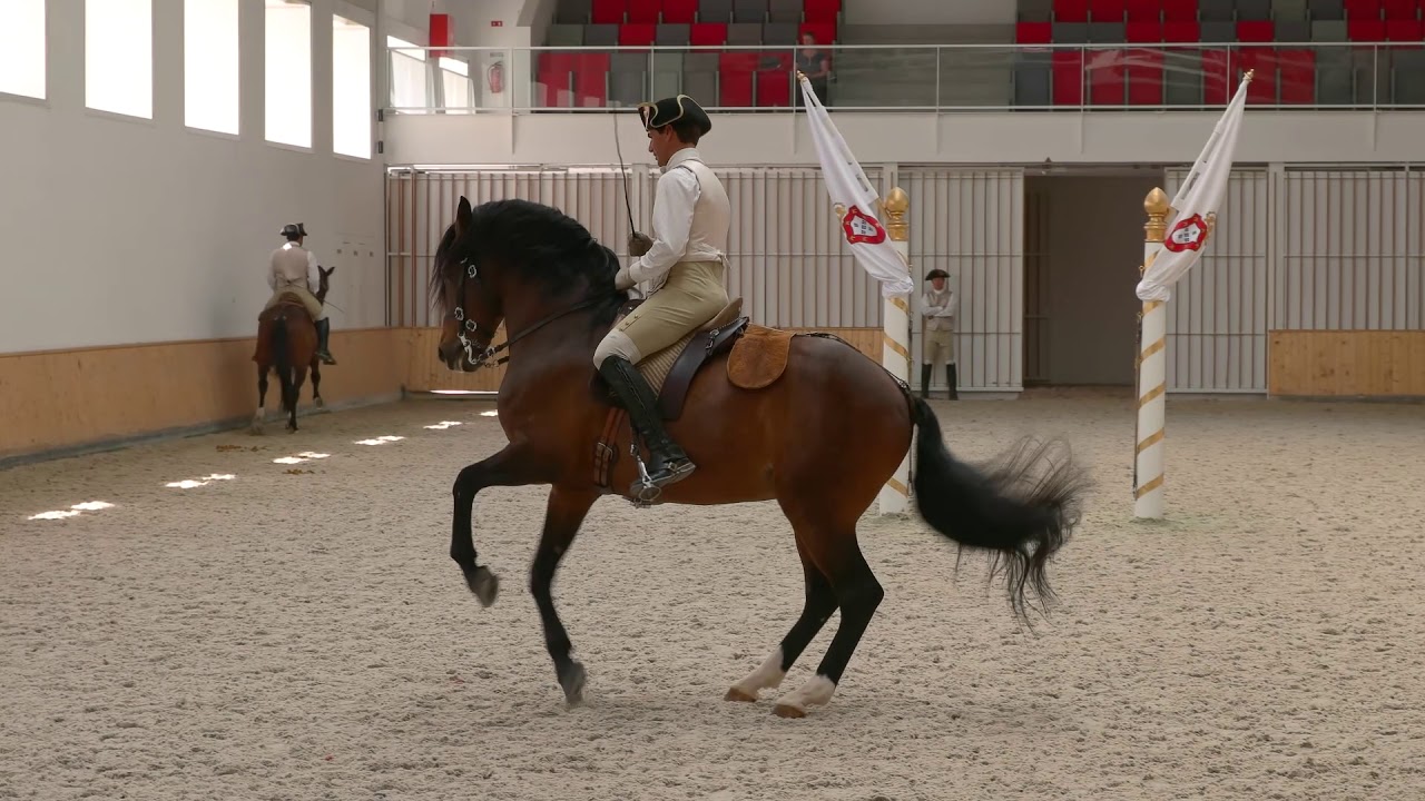 Morning training of Portuguese School of Equestrian Art_short version
