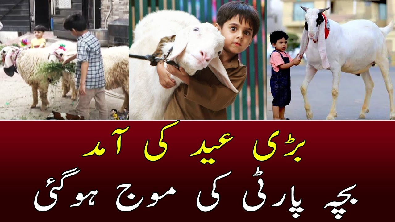 Bachon ka qurbani kay janwaron kay naz nakhre uthana - Eid ul Adha 2022 - 25 June 2022