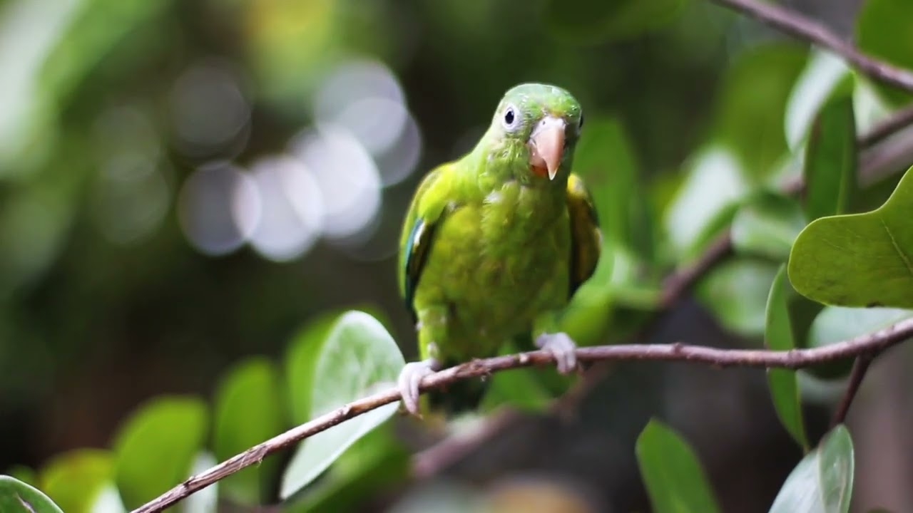 #birds_captures#bestbirds#wildbirds#birdsphotography#lovebirds#lovebirds#birds_nature#hummingbirds