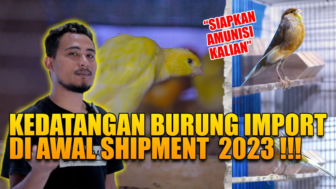 AWAL SHIPMENT 2023 I CRV READY BURUNG IMPORT