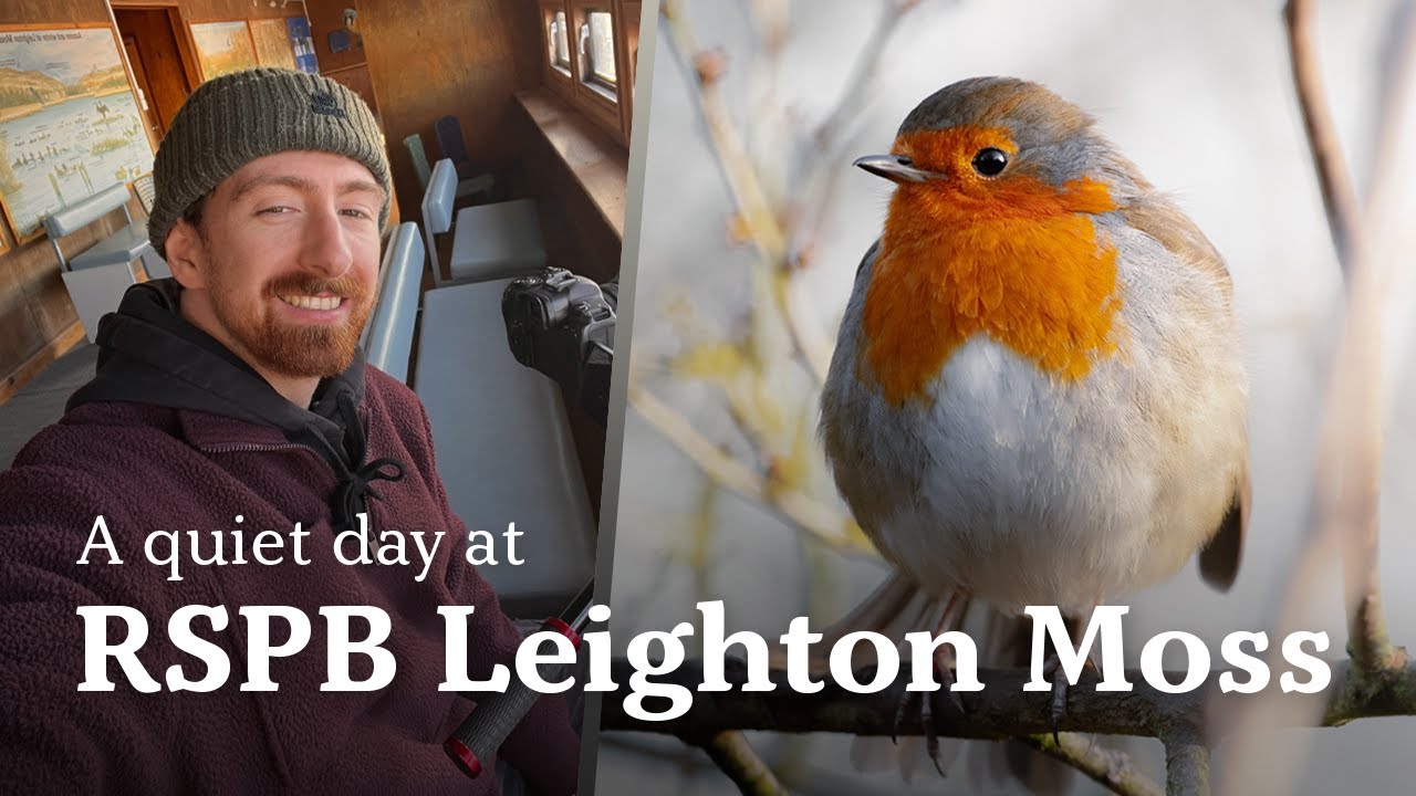 A quiet day at RSPB Leighton Moss Nature Reserve