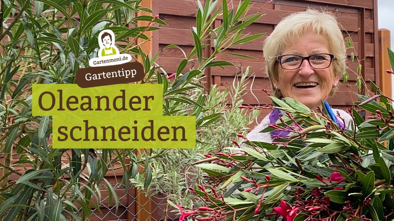 Wann und wie Oleander schneiden? Auch wenns schwer fällt: Ein Rückschnitt muss manchmal sein