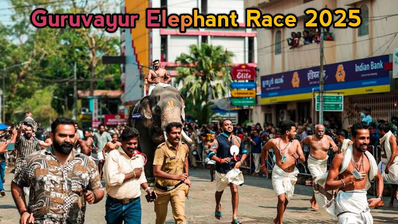 ഗുരുവായൂർ ആനയോട്ടം | Guruvayur Aanayottam 2025 | Guruvayur Elephant Race | Winner Elephant Balu