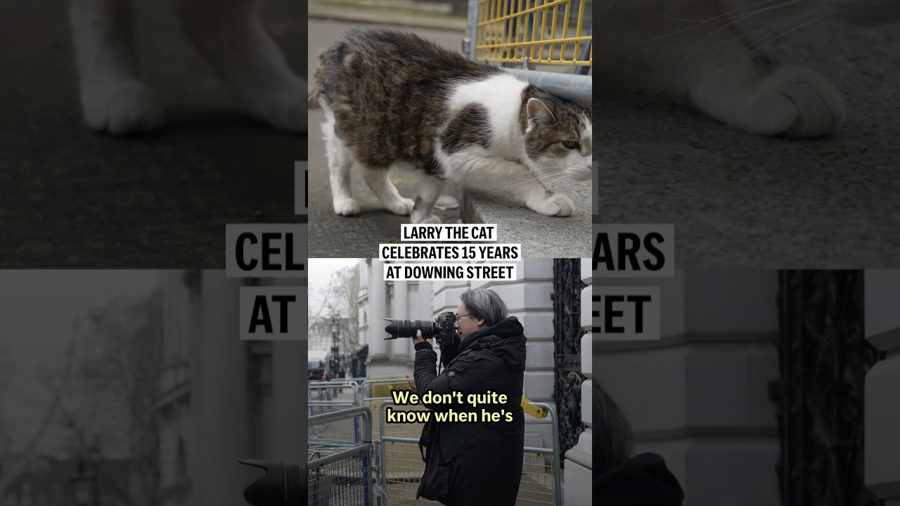 Larry the cat celebrates 15 years at Downing Street