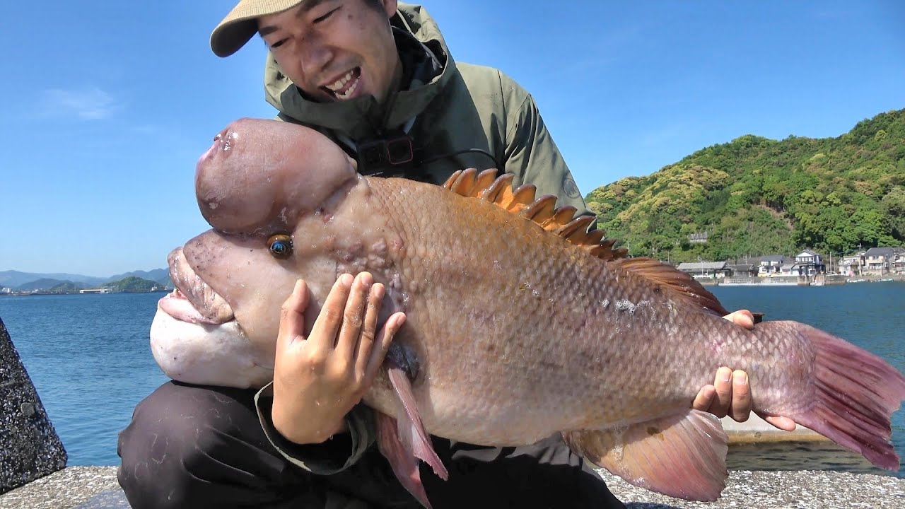 自己記録更新！？離島の小さな堤防にいるバケモノをついに…！！