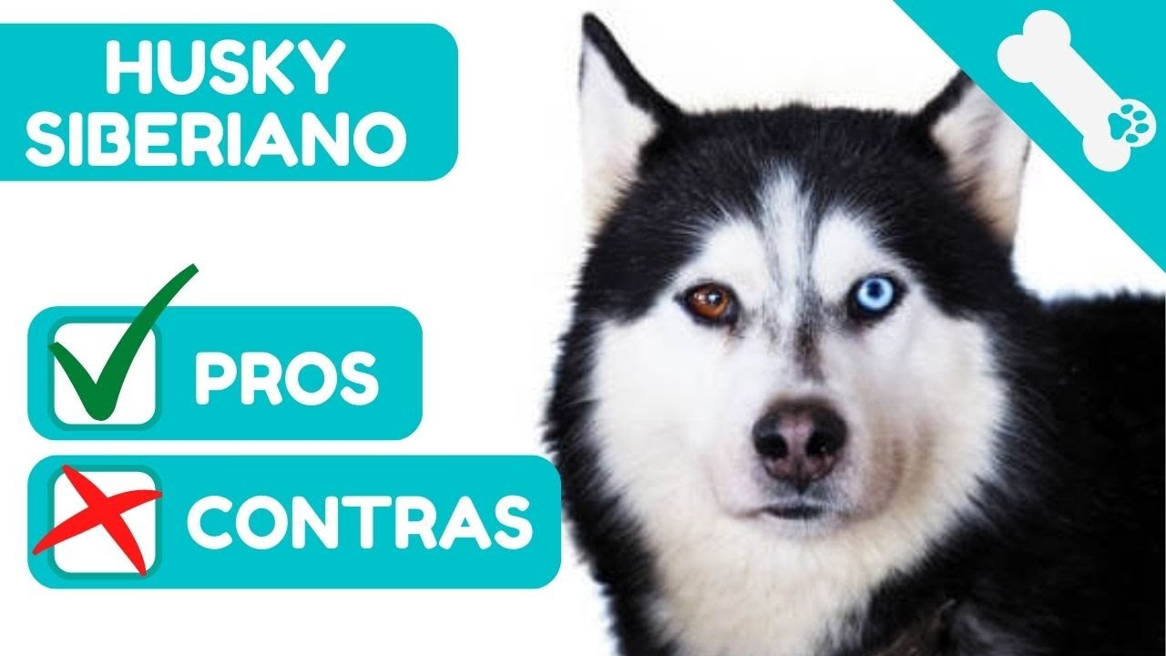 🐶 VENTAJAS y DESVENTAJAS tener un HUSKY SIBERIANO ✅ PROS y ❌ CONTRAS de Perro HUSKY SIBERIANO.