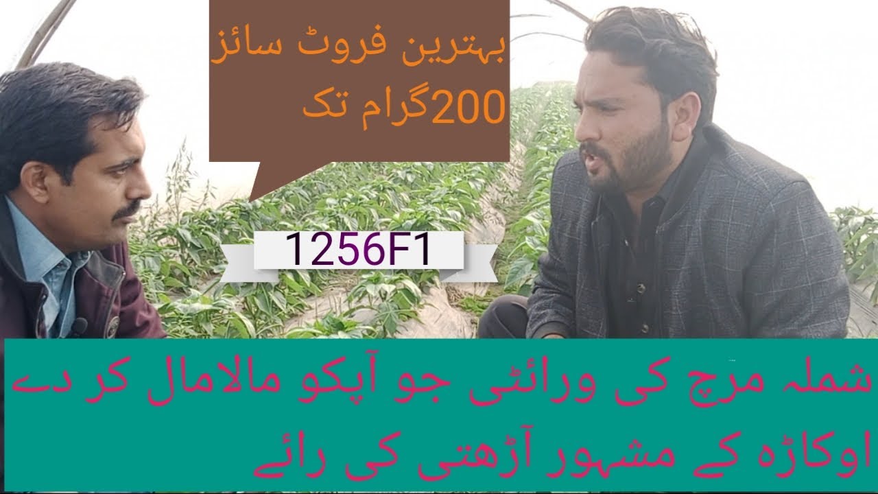 Shimla mirch farming in pakistan | 1256F1 | Tunnel Farming