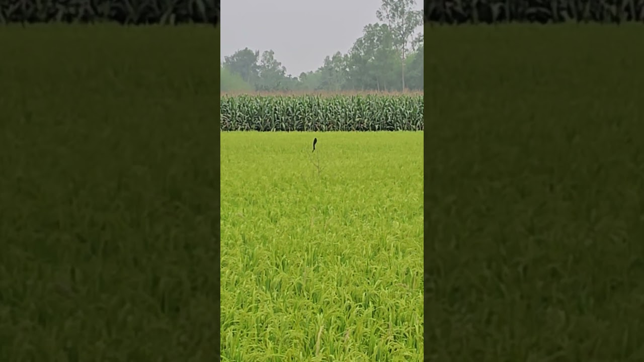 Bird Zooming 30X S24 Ultra in Village Bangladesh #zooming #zoomkaka
