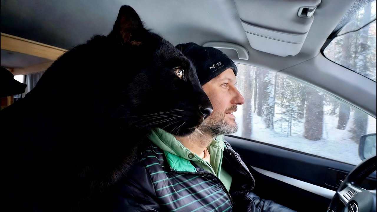 Пантера Луна гуляет вдоль реки 🐆