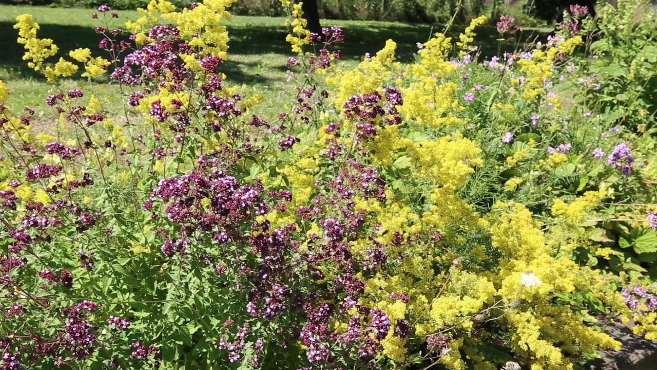 Heimische Wildblumen im Topf (REWISA & BIO)