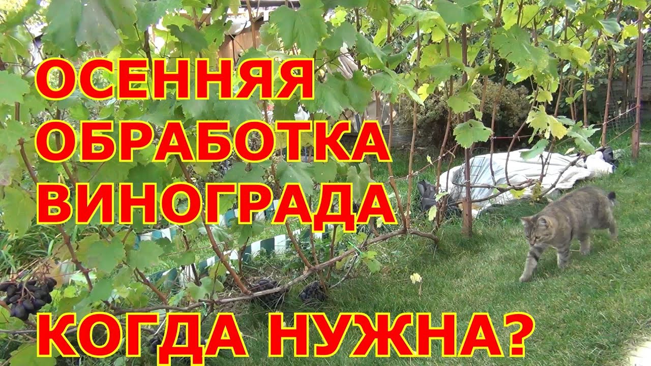 ОБРАБОТКА ВИНОГРАДА от болезней ПЕРЕД ЗИМОЙ. Когда НУЖНА?