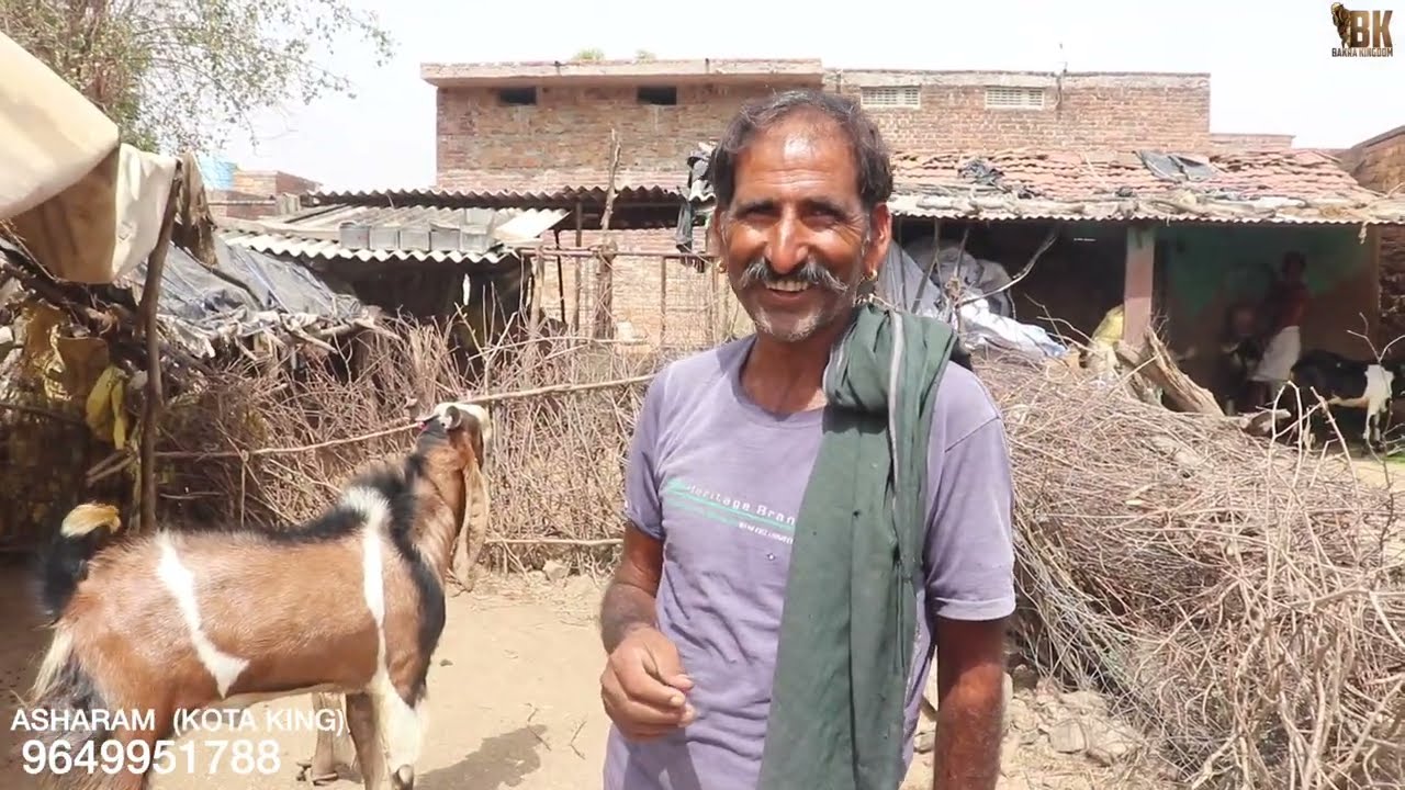 4 BAKRON KI PATTI | KOTA JUNGLE | KOTA GOATS | ZABRADAST BAKRE