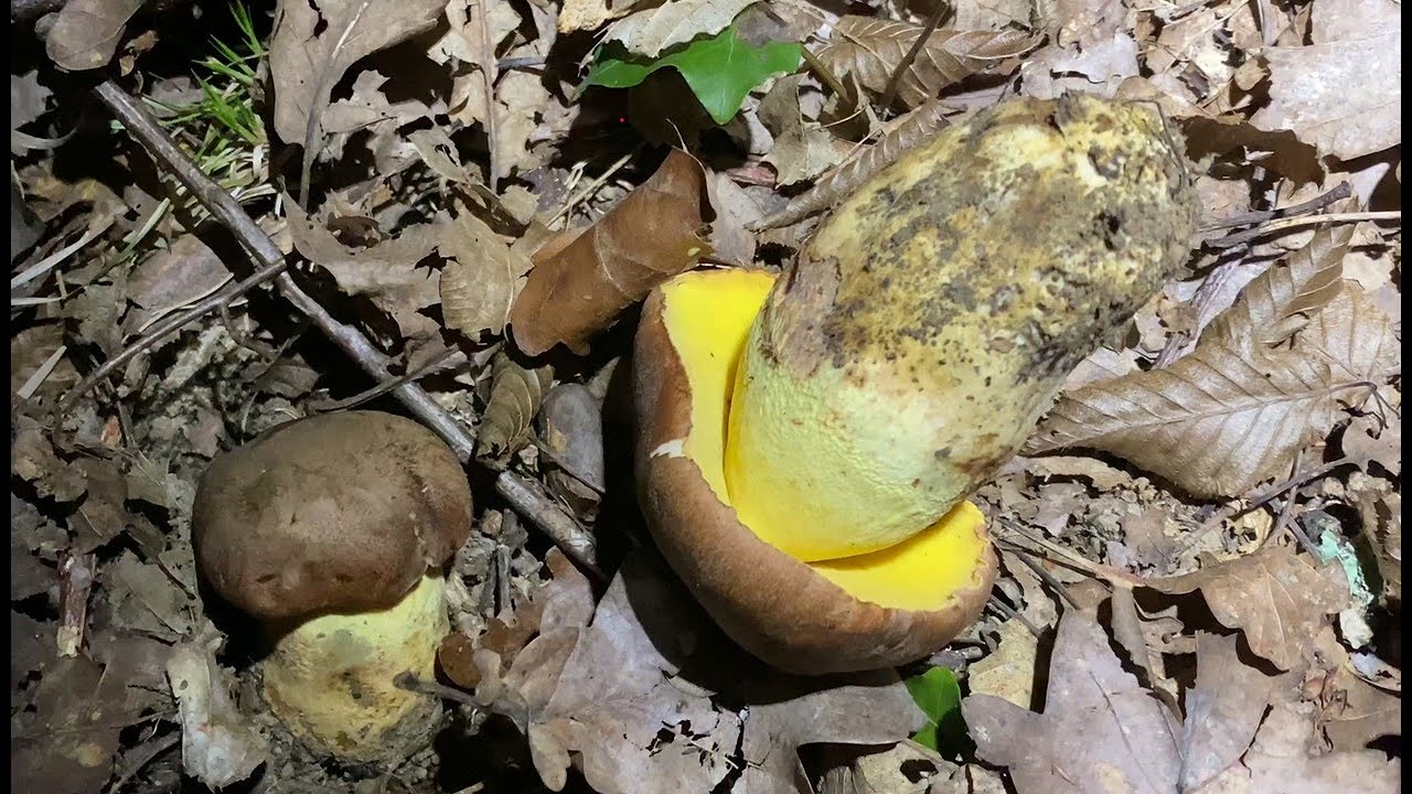 Butyriboletus appendiculatus. October 9,  2023