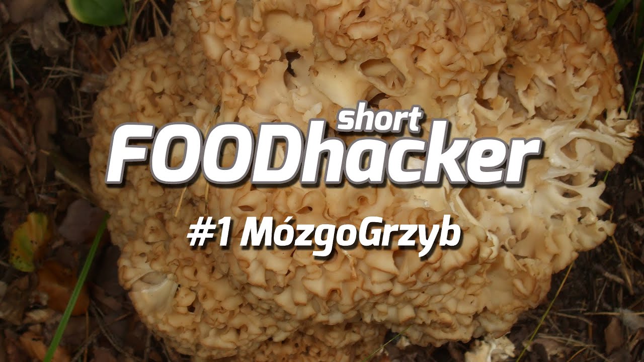 M&oacute;zgoGrzyb - siedzuń sosonowy vel szmaciak gałęzisty - FOODhacker short #1
