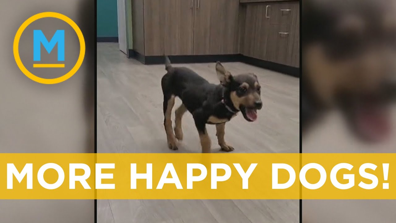 The super happy dog trend on TikTok is one we can all get behind | Your Morning